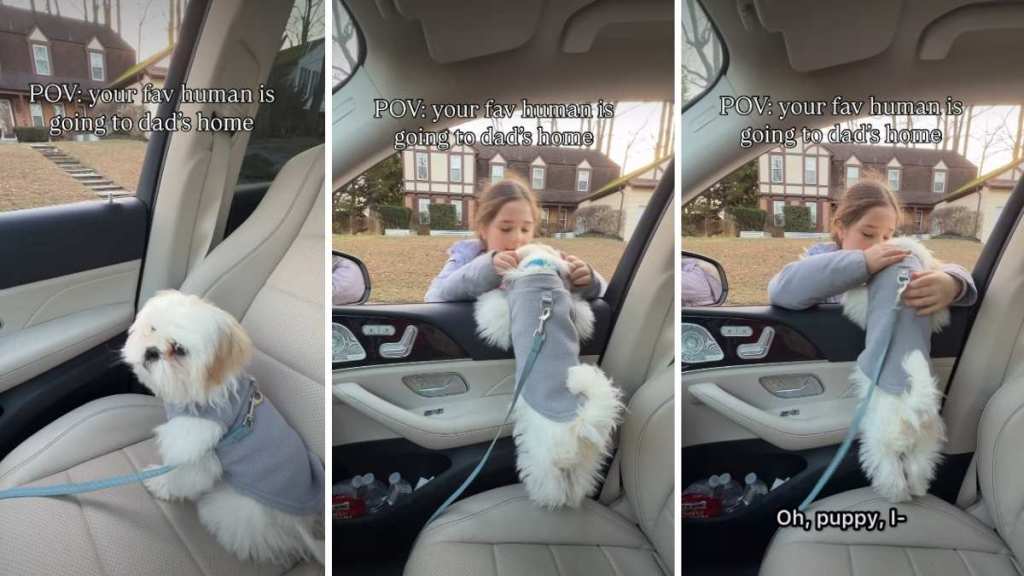 Dog Reacts When Owner Drops ‘Favorite Human’ at Dad’s House