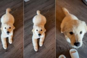 Video: Puppy Can’t Wait Long Before Making Big Hop