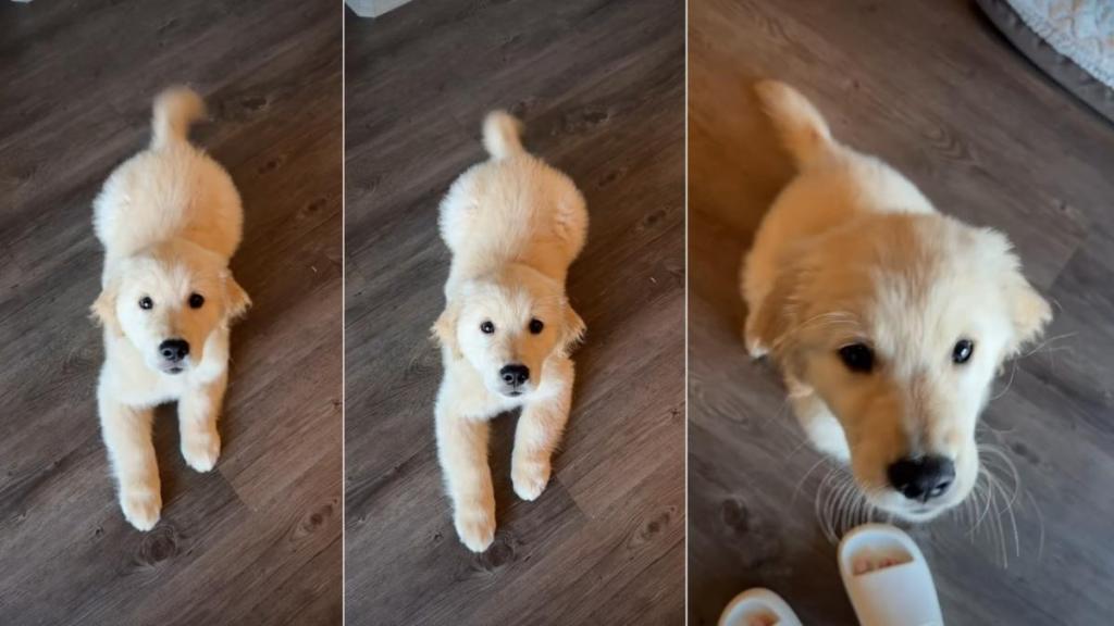 Video: Puppy Can’t Wait Long Before Making Big Hop