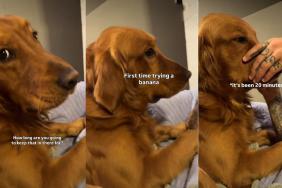 Golden Retriever Holds Banana in His Mouth for 20 Minutes After First Taste