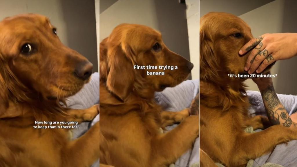 Golden Retriever Holds Banana in His Mouth for 20 Minutes After First Taste