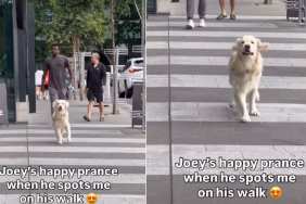 Video: Dog’s ‘Happy Prance’ After Spotting Mom Steals Hearts