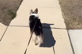 Video: Dog Hilariously Falls for Owner’s Trick Every Time He Walks Slowly