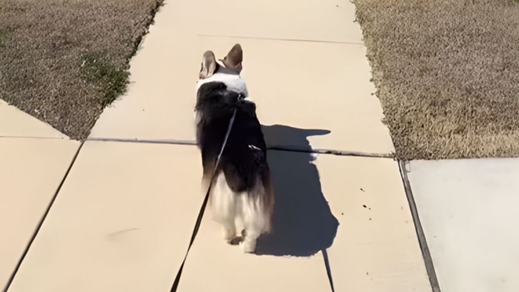 Video: Dog Hilariously Falls for Owner’s Trick Every Time He Walks Slowly