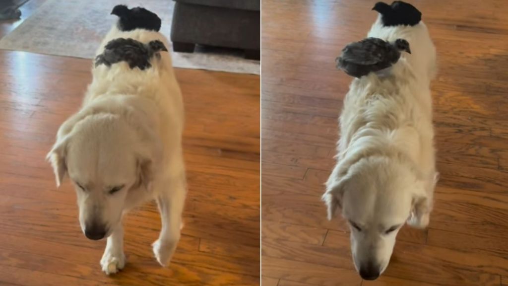 Golden Retriever Lets Baby Birds Hitch a Ride on His Back but Is Too Slow