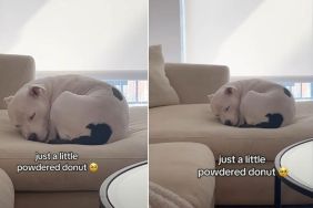 Dog Becomes a ‘Little Powdered Donut’ When She Sleeps on the Couch