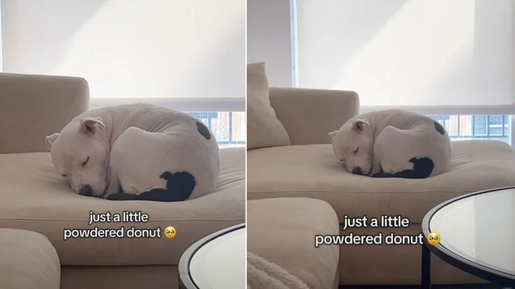 Dog Becomes a ‘Little Powdered Donut’ When She Sleeps on the Couch