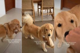 Video: Golden Retriever Puppy Runs Away With Bread