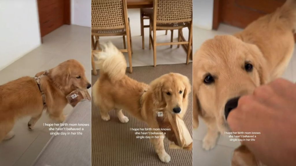 Video: Golden Retriever Puppy Runs Away With Bread