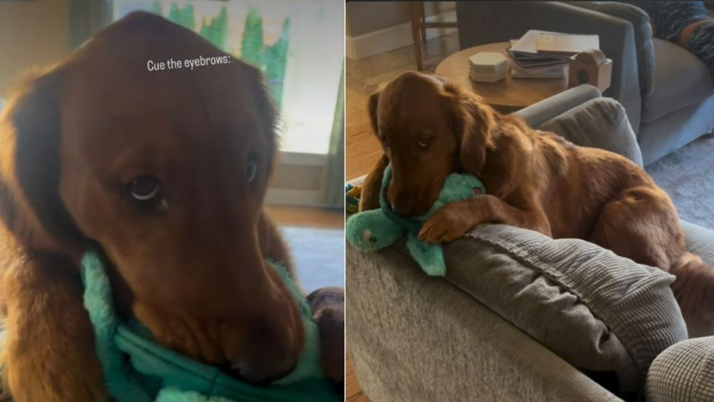 Video: Golden Retriever Shows Signs of Being a Baby