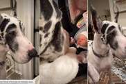 Big Dog's First Look at His Baby Niece Is All Kinds of Adorable