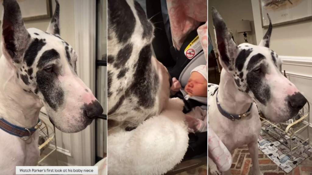 Big Dog's First Look at His Baby Niece Is All Kinds of Adorable