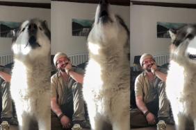 Malamute Flaunts His Singing Skills & Internet Is Impressed