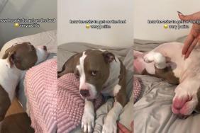Dog Makes a Very Polite Request to Get on the Bed