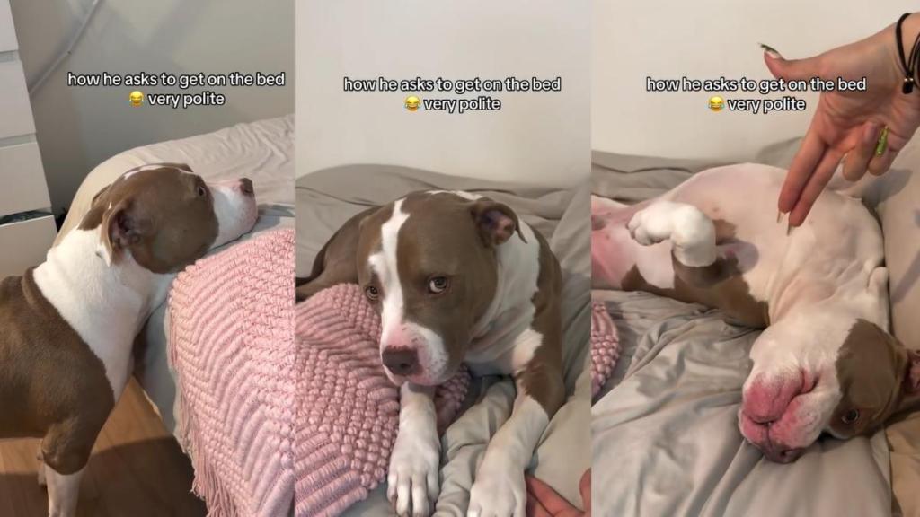 Dog Makes a Very Polite Request to Get on the Bed