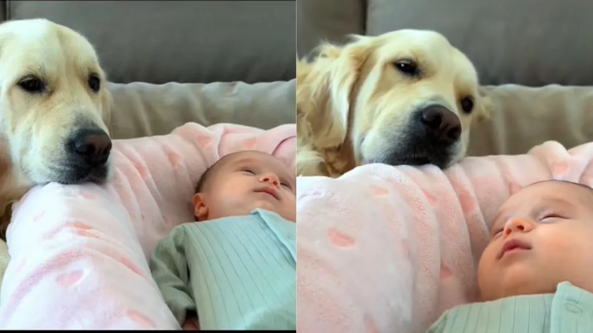 Golden Retriever Wants to Be Where the Baby Is in Heartwarming Video ...