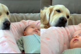Golden Retriever Wants to Be Where the Baby Is in Heartwarming Video