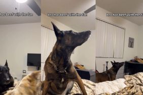 Dog Has a Beef With the Ceiling Fan