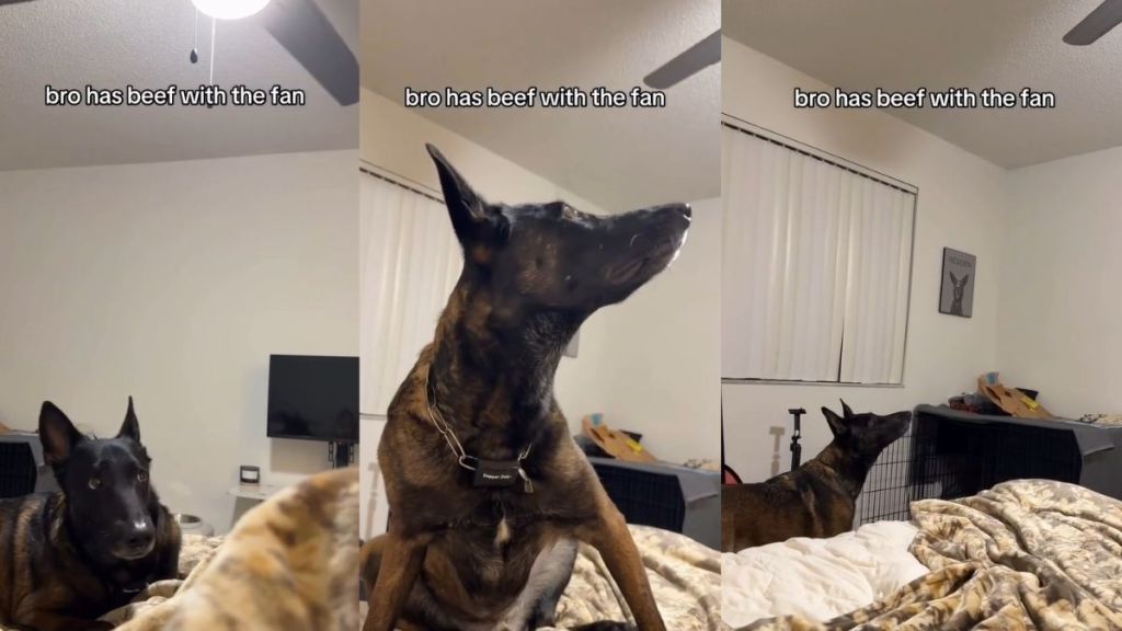 Dog Has a Beef With the Ceiling Fan