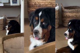 Video: Dog’s Side Eye Game Is ‘Strong’ & Totally Bombastic