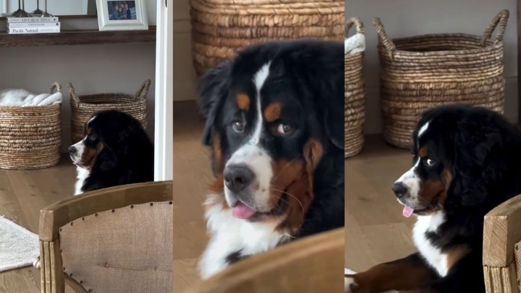 Video: Dog’s Side Eye Game Is ‘Strong’ & Totally Bombastic