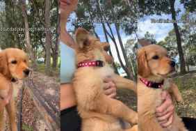 Golden Retriever Puppy Possibly Mistakes Dad’s Cricket for Fetch