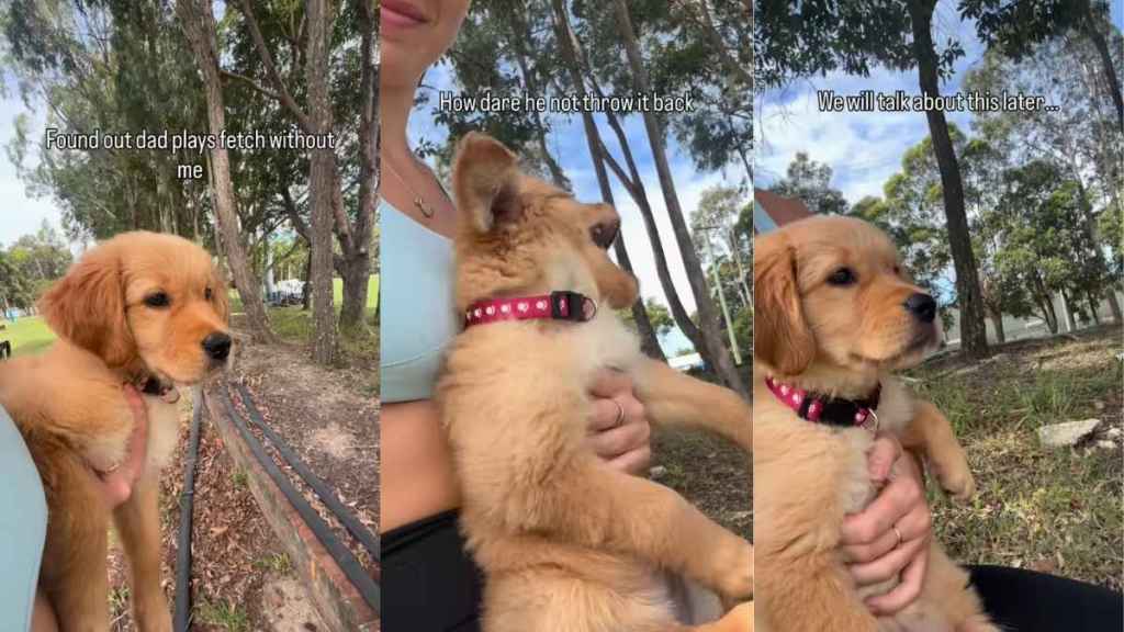 Golden Retriever Puppy Possibly Mistakes Dad’s Cricket for Fetch