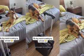 Video: Rescue Pup Reacts to Seeing Dad With His Suitcase