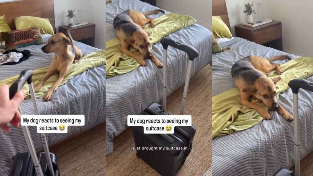 Video: Rescue Pup Reacts to Seeing Dad With His Suitcase