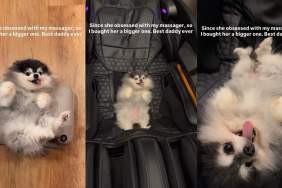 Video: Dad Buys Tiny Dog New Massager as She Loves It
