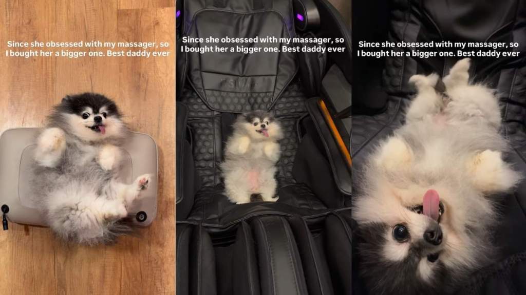 Video: Dad Buys Tiny Dog New Massager as She Loves It