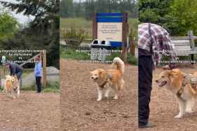Video: Dog’s Face Adorably Changes After He Finds Dad