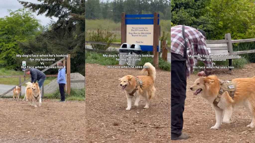 Video: Dog’s Face Adorably Changes After He Finds Dad