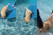 Golden Retriever Baby Learning Pool Skills Takes a Hilarious Turn