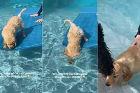 Golden Retriever Baby Learning Pool Skills Takes a Hilarious Turn