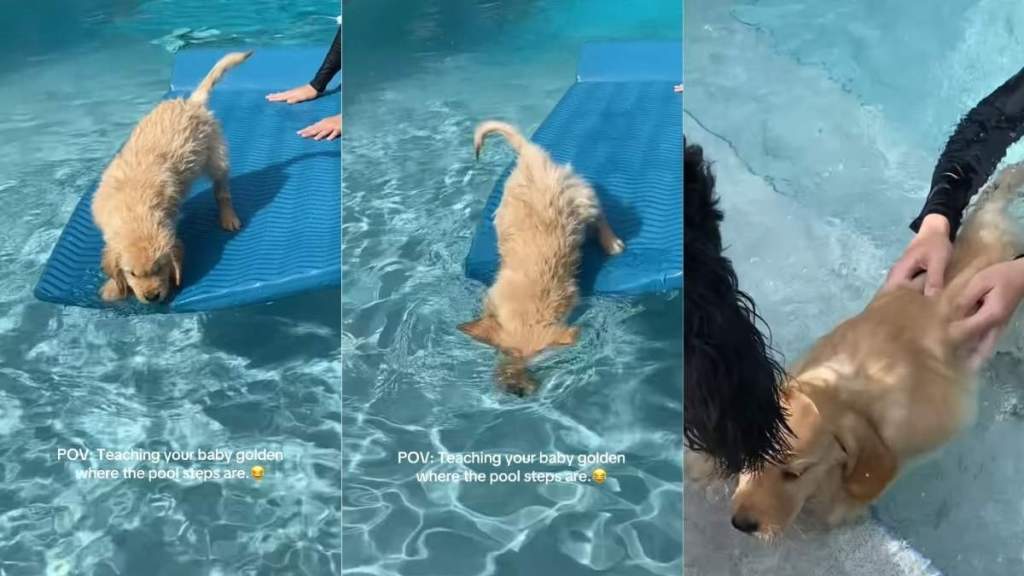 Golden Retriever Baby Learning Pool Skills Takes a Hilarious Turn