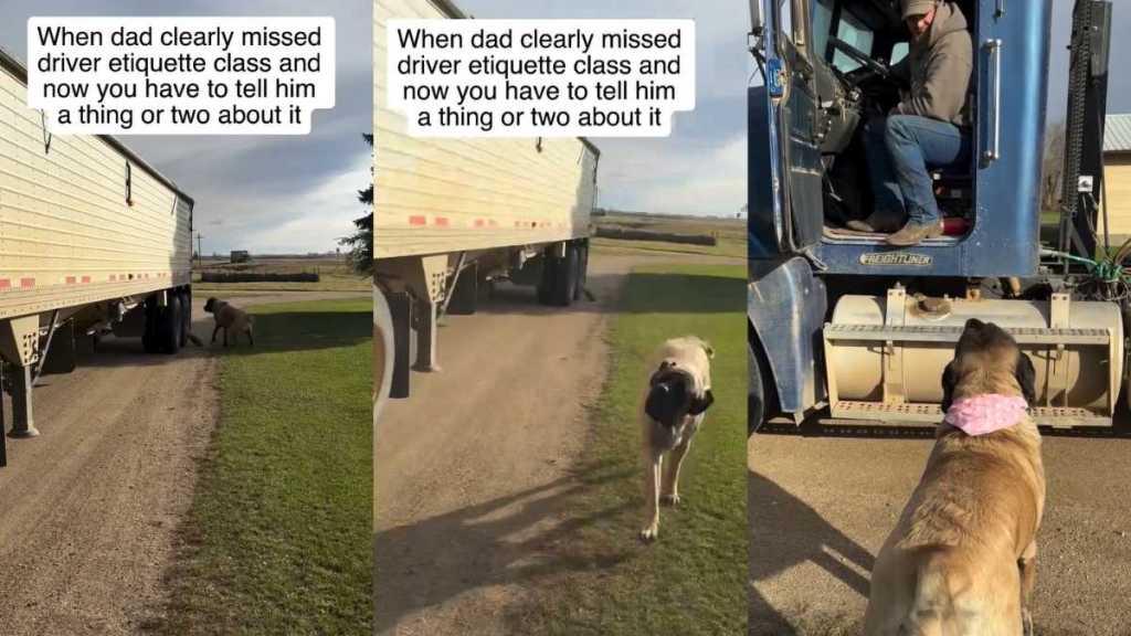 Dog Returns to School Dad About Driving Etiquette