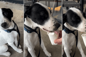 Video: Pup Tries Puppuccino for the First Time