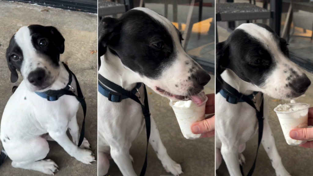Video: Pup Tries Puppuccino for the First Time