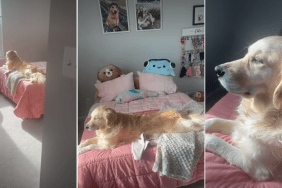 Video: Golden Retriever Enjoys the View From Her Own Room
