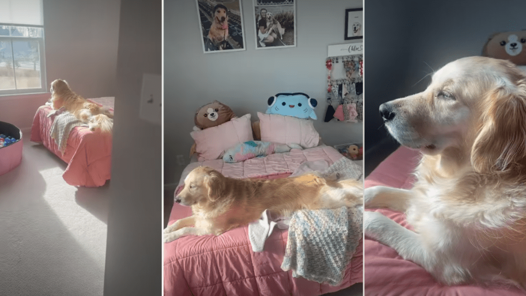 Video: Golden Retriever Enjoys the View From Her Own Room