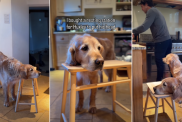 Video: Golden Retriever Likes to Rest His Head on Surfaces, So Owner Does This