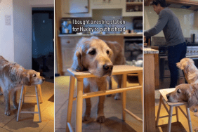 Video: Golden Retriever Likes to Rest His Head on Surfaces, So Owner Does This