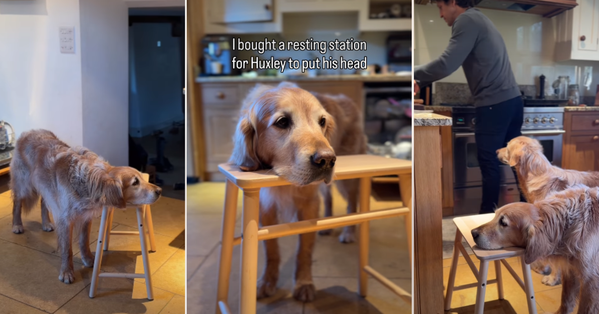 Video: Golden Retriever Likes to Rest His Head on Surfaces, So Owner Does This