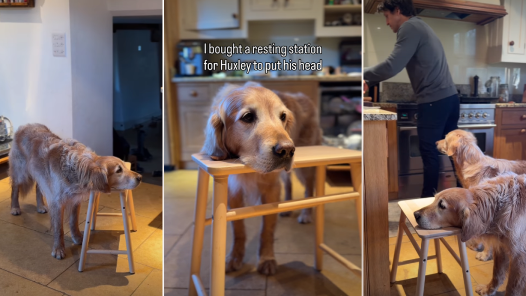 Video: Golden Retriever Likes to Rest His Head on Surfaces, So Owner Does This