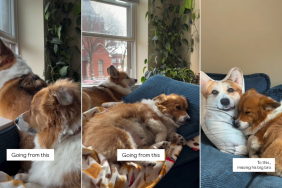 Video Shows Dog Lying on Cushion Printed With Late Sibling’s Photo