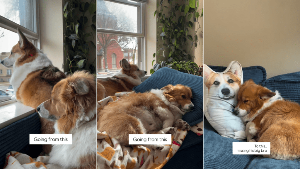 Video Shows Dog Lying on Cushion Printed With Late Sibling’s Photo