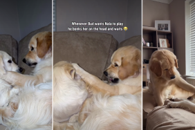 Video: Golden Retriever 'Bonks' Furry Sister's Head During Playtime