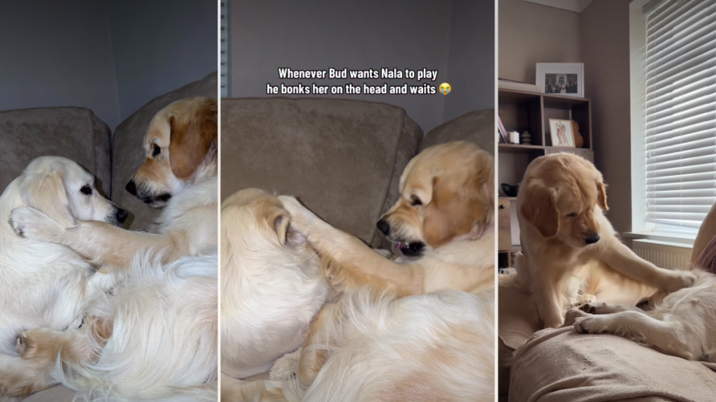 Video: Golden Retriever 'Bonks' Furry Sister's Head During Playtime