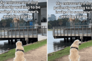 Video: Dog Adorably Waits To Be Invited To Wedding Party